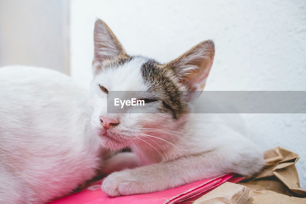 Close-up portrait of cat