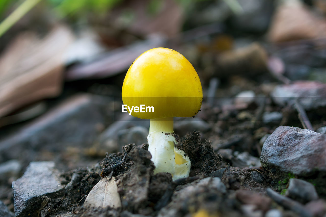 Mushrooms in the forest. edible white mushrooms. yellow mushrooms. ecotourism activities.