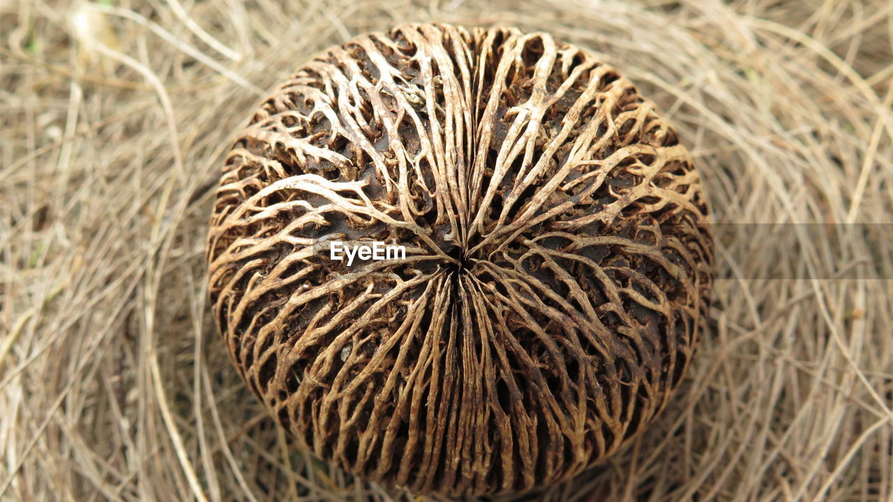 Close-up of dry seed