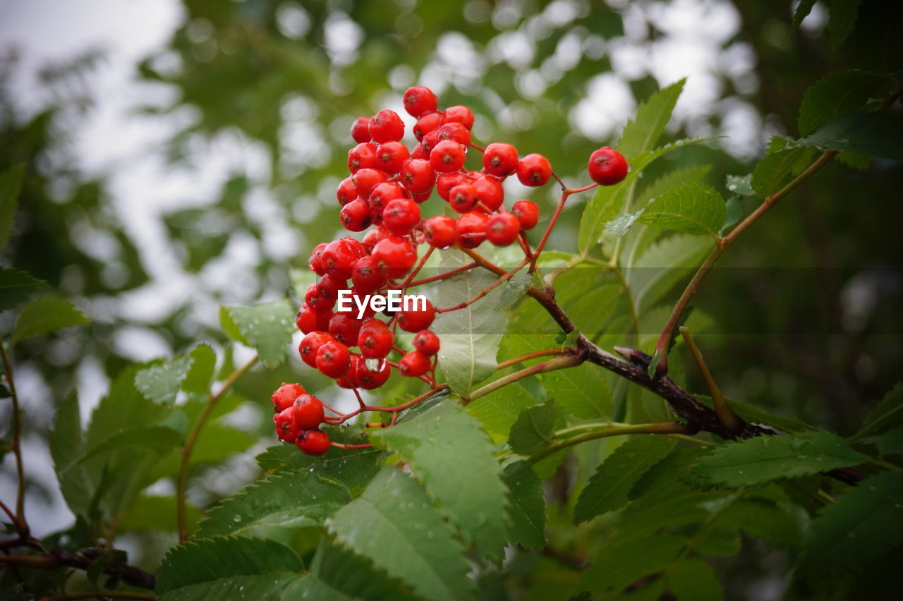 CLOSE-UP OF RED BERRIES ON TREE