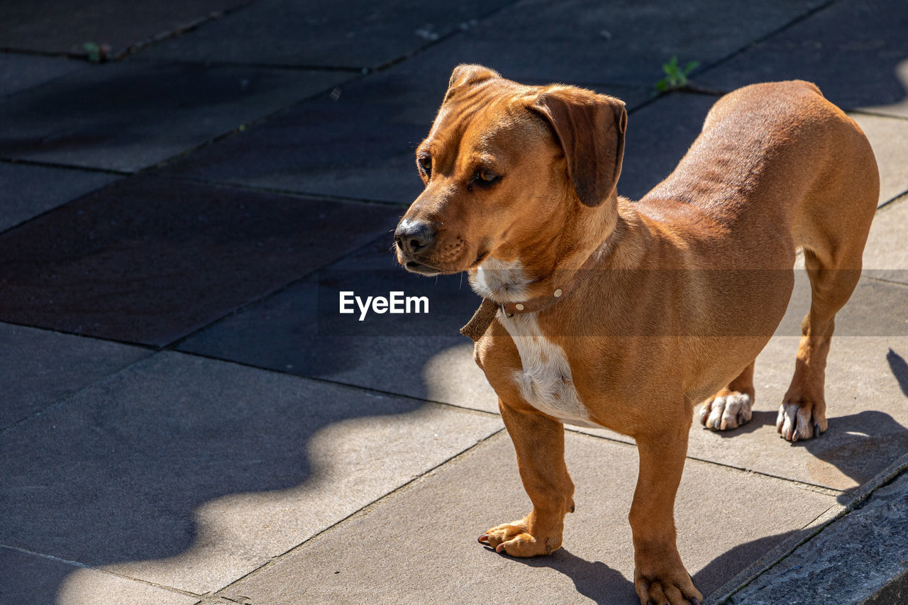 pet, dog, one animal, mammal, animal themes, animal, canine, domestic animals, sunlight, shadow, footpath, puppy, day, carnivore, no people, looking, sidewalk, high angle view, nature, standing, brown, looking away, hound, outdoors