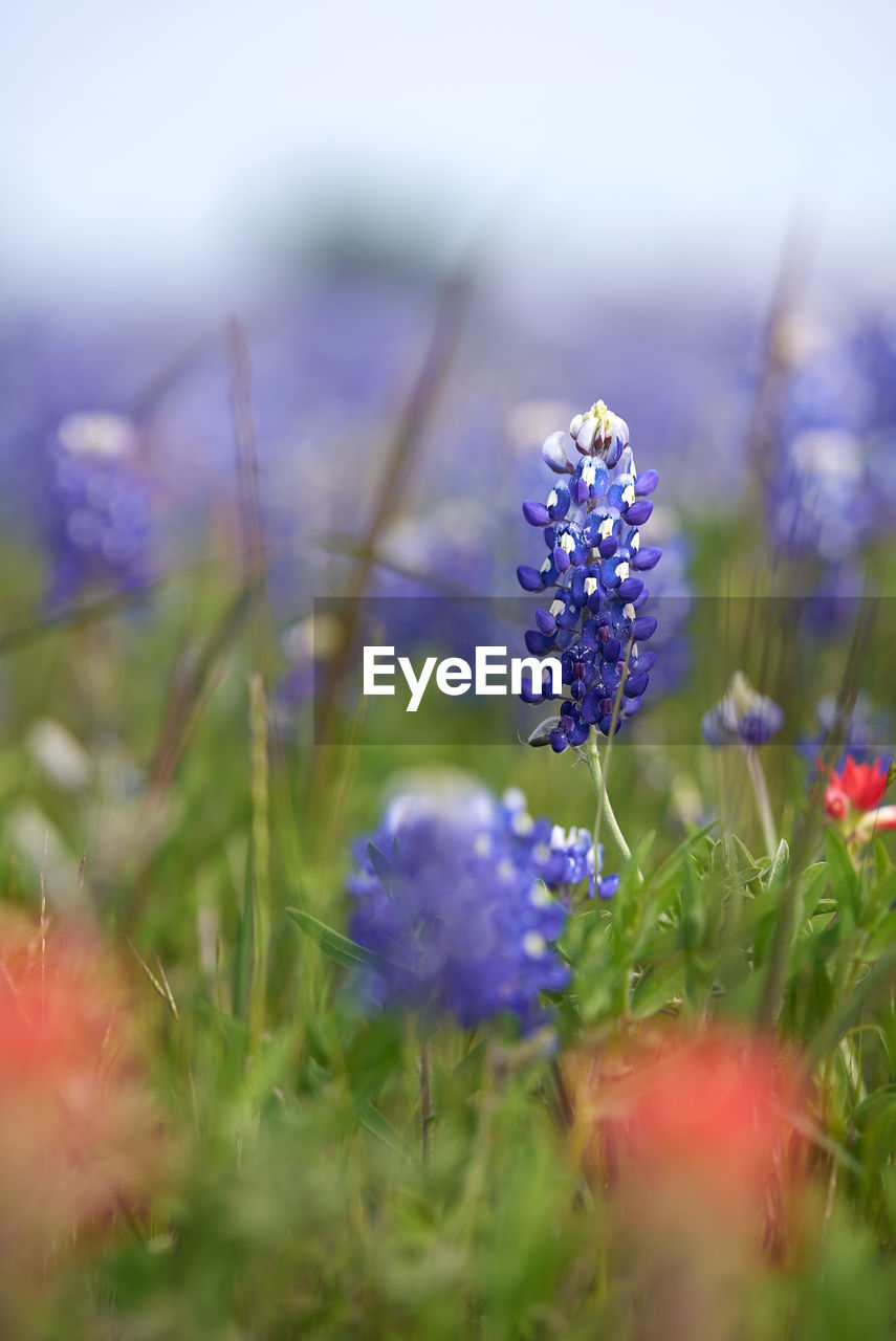 CLOSE-UP OF PURPLE FLOWERING PLANT