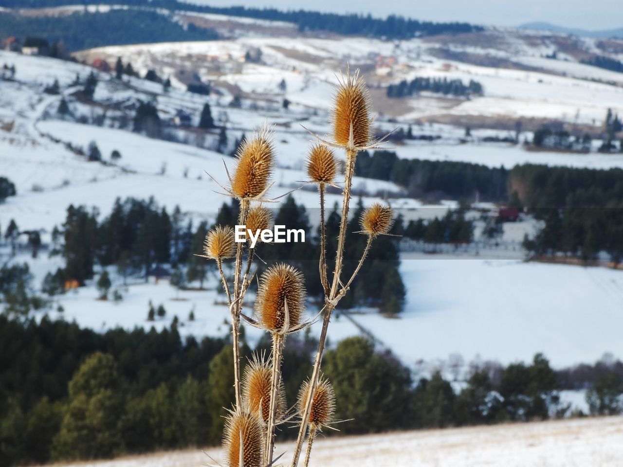 Close-up of plant with field in the background during winter