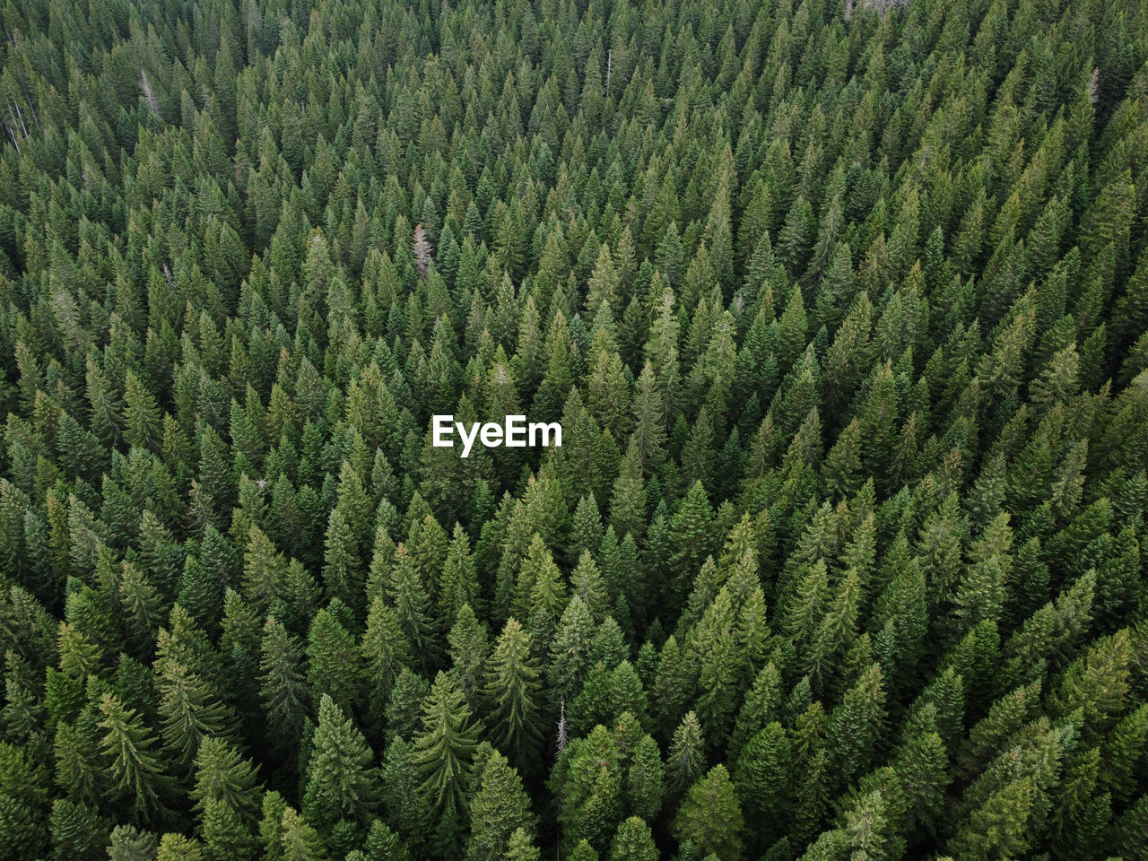 Aerial top view pine forest. texture of coniferous forest view from above. green background nature.