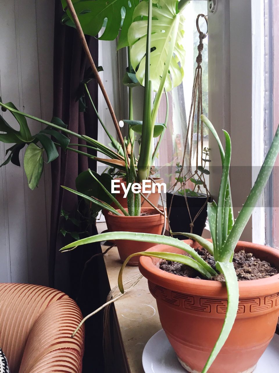 POTTED PLANTS IN BACKYARD