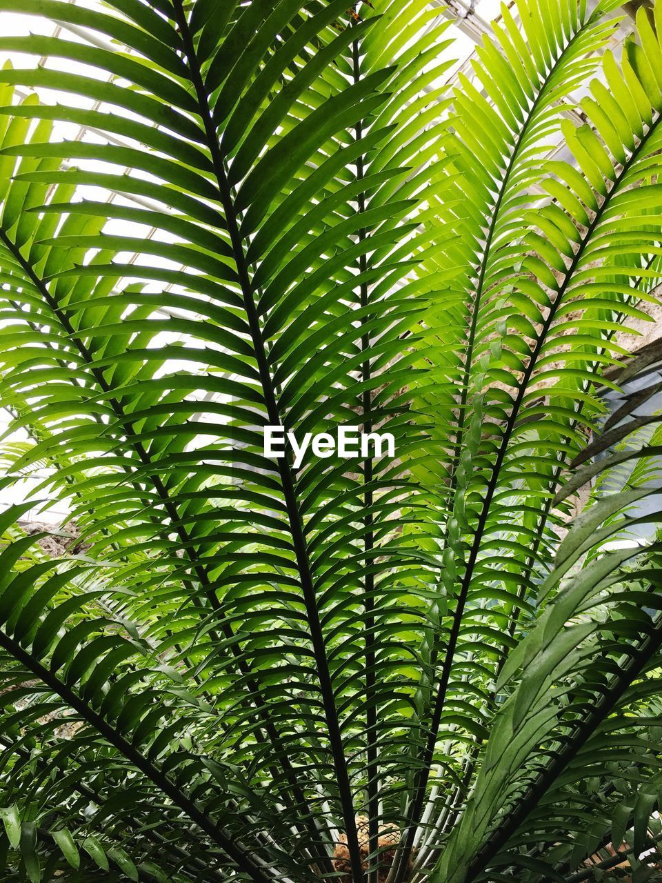 Low angle view of palm tree