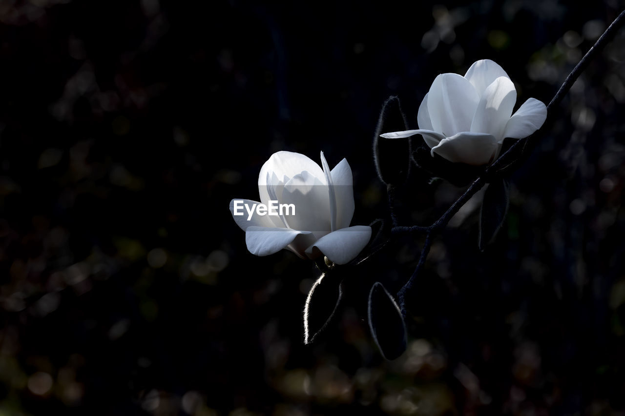 flower, plant, flowering plant, beauty in nature, fragility, nature, freshness, petal, blossom, white, close-up, macro photography, growth, leaf, inflorescence, flower head, no people, focus on foreground, branch, outdoors, springtime, sunlight, darkness, botany, spring