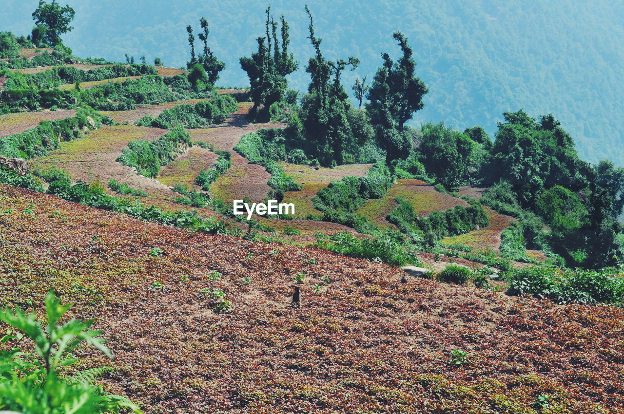 TREES GROWING ON LANDSCAPE