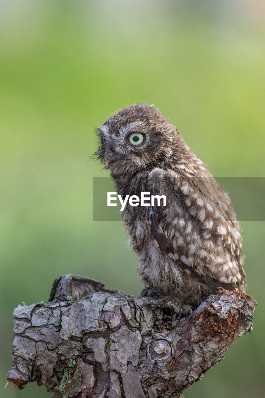 Close-up of owl perching on tree