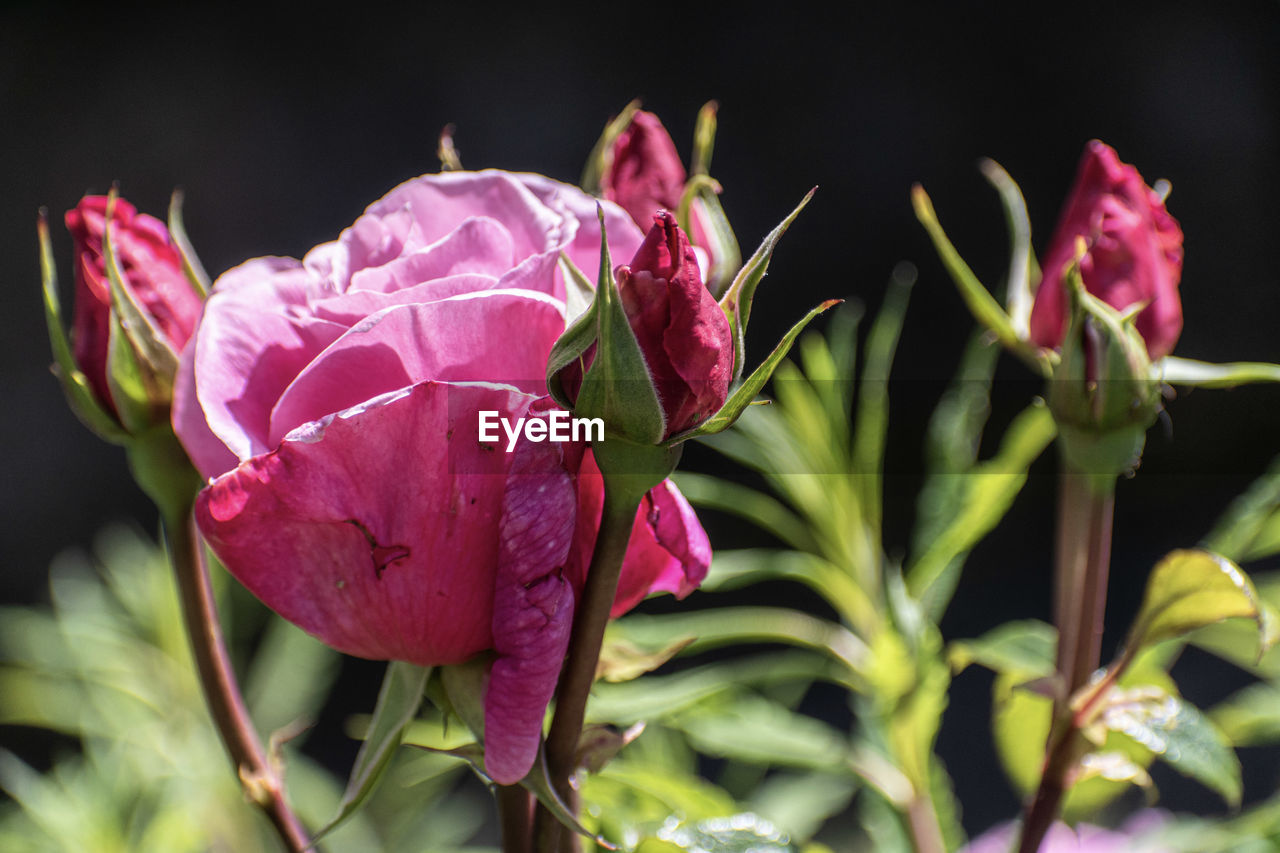 CLOSE-UP OF PINK ROSE FLOWER