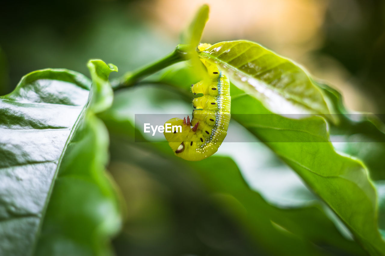 INSECT ON LEAF