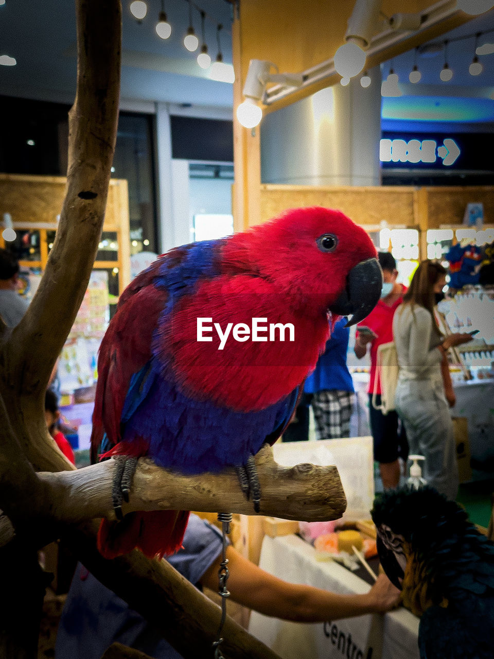 CLOSE-UP OF A BIRD PERCHING ON A MAN