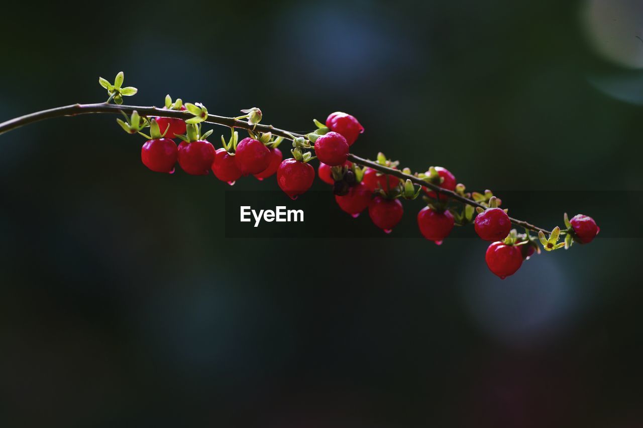 CLOSE-UP OF RED BERRIES ON TREE