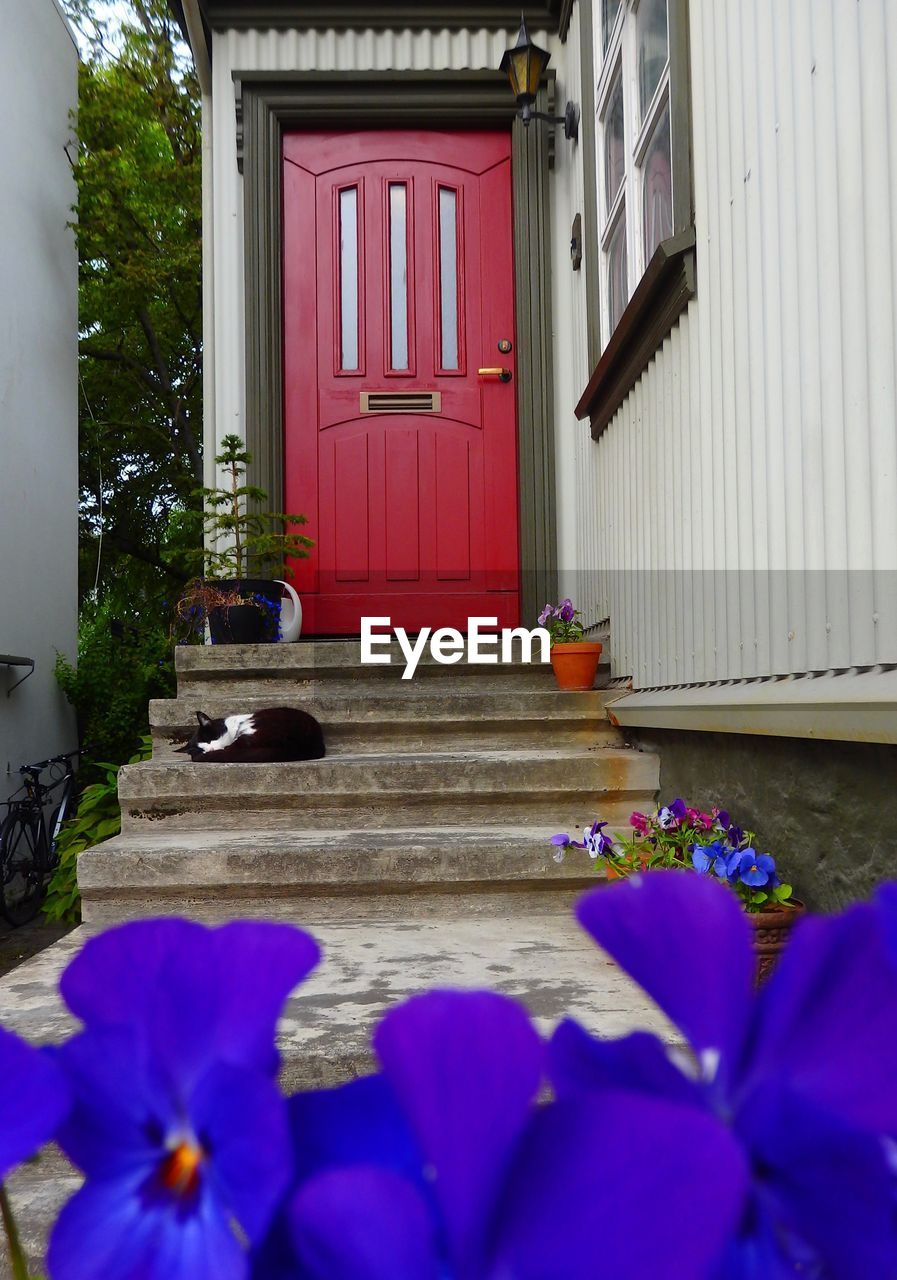 PINK FLOWERS IN FRONT OF CLOSED HOUSE