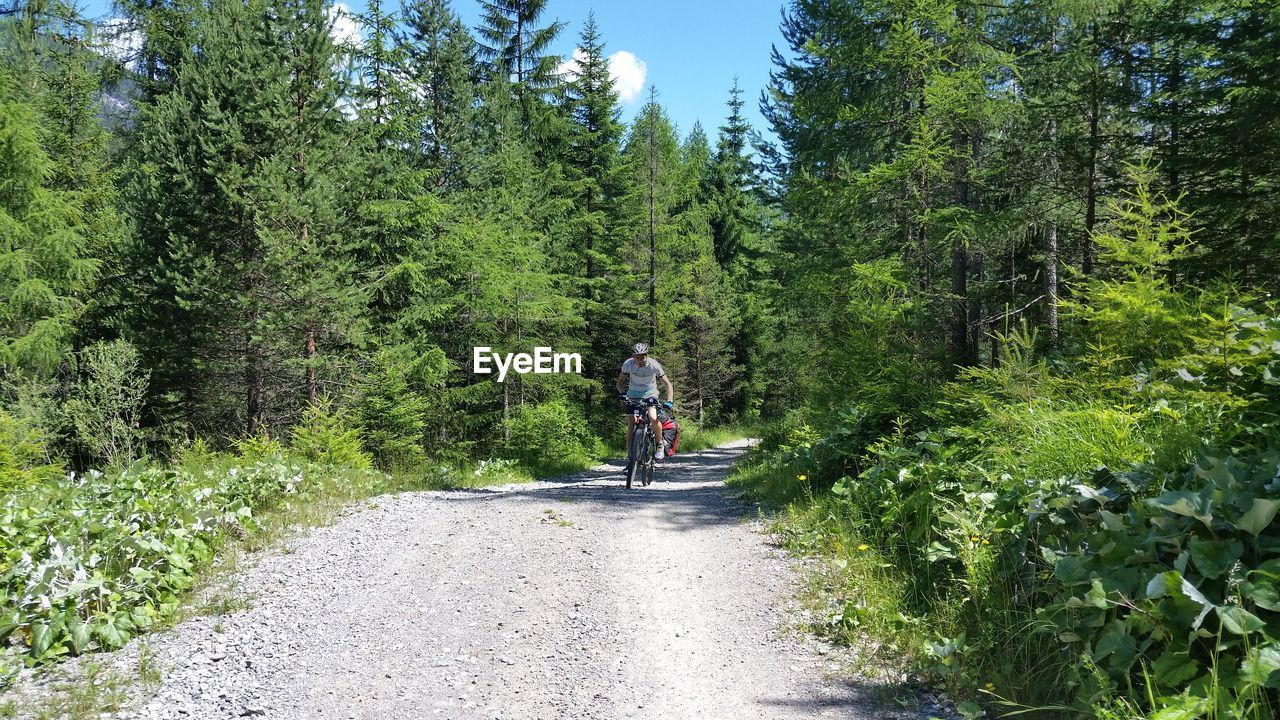 Man riding bicycle amidst trees on road at forest