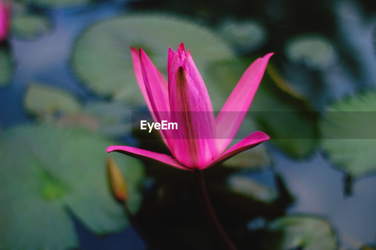 Close-up of pink water lily