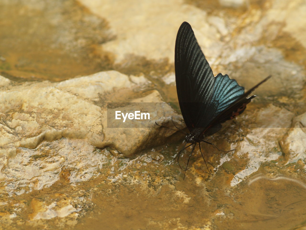 BUTTERFLY ON ROCK