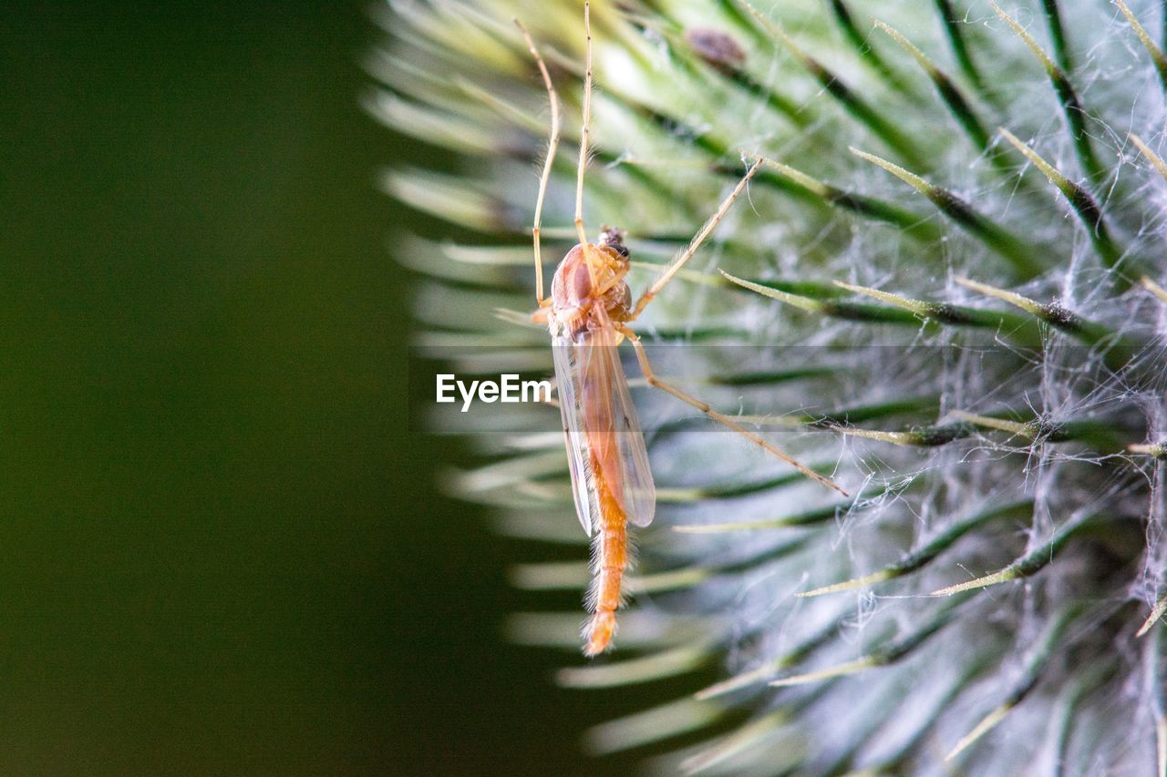 Close-up of insect on plant