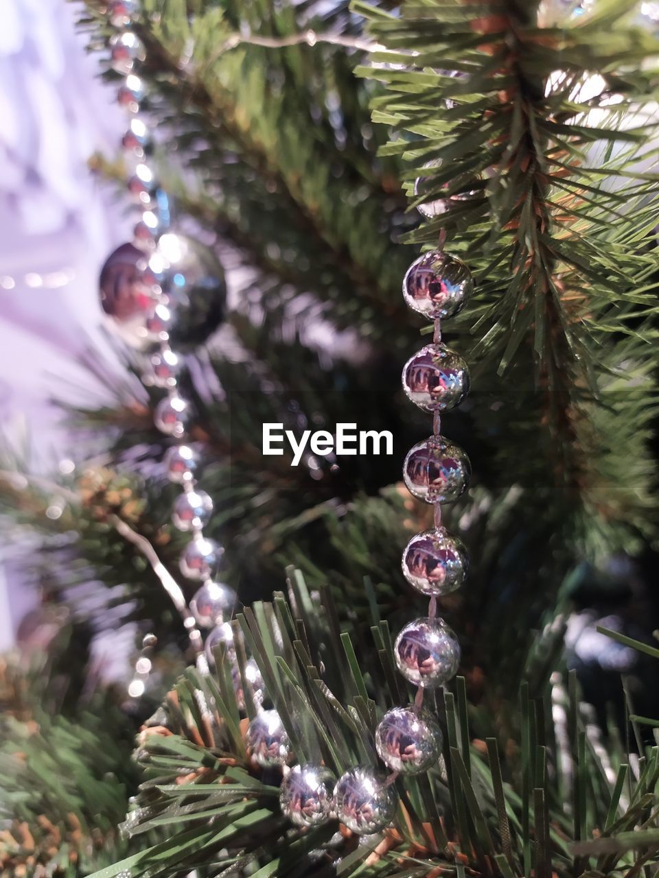 Close-up of water drops on tree