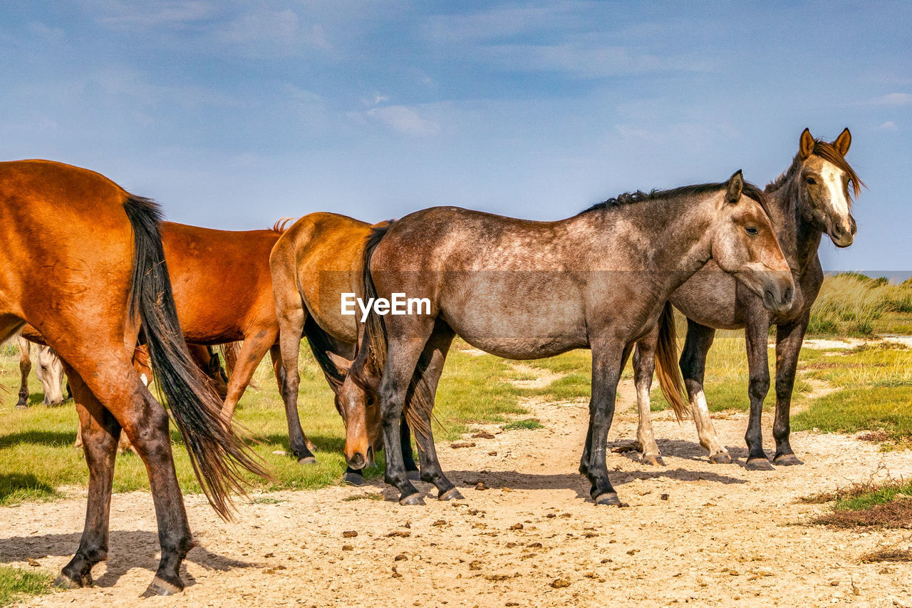 Horses standing in ranch