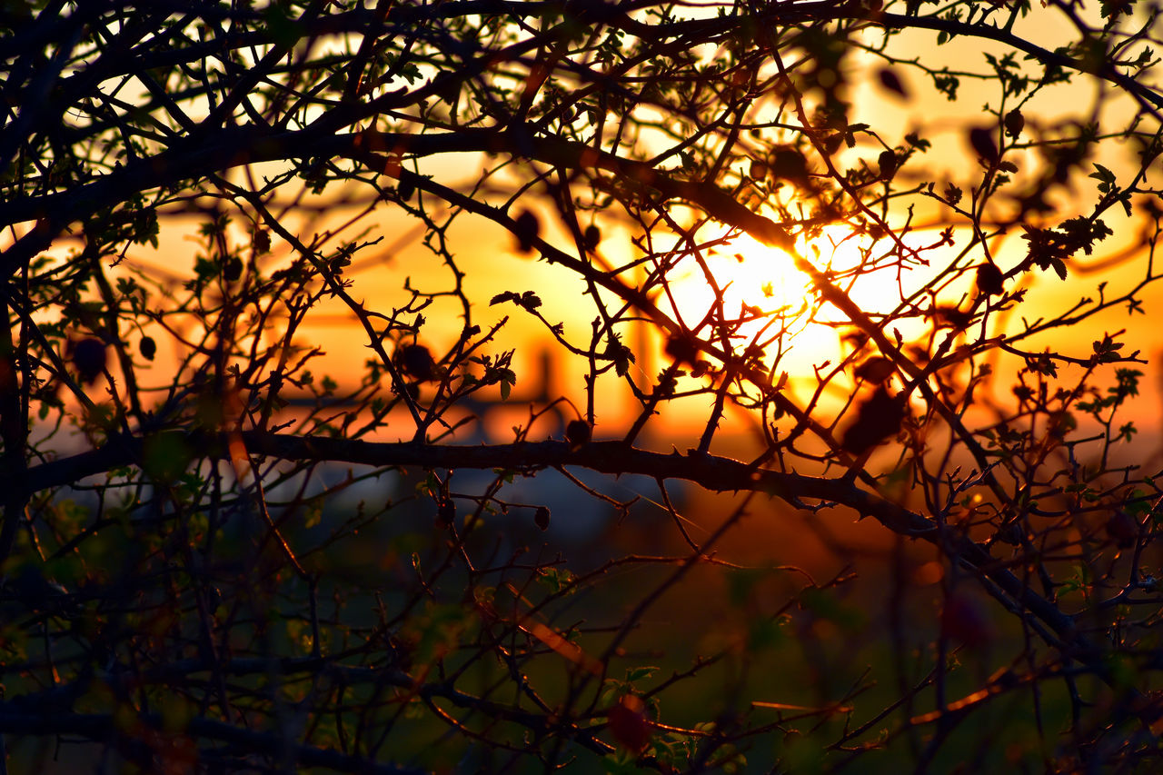 Close-up of plant at sunset