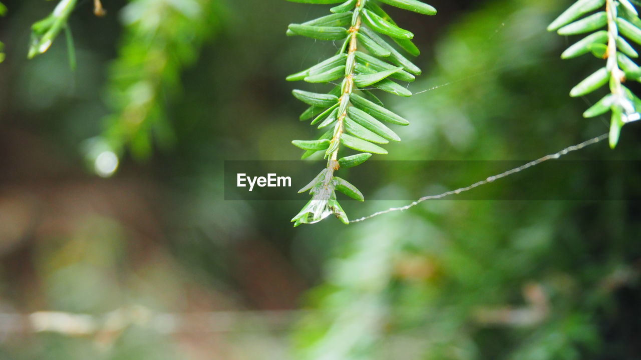 plant, green, tree, nature, leaf, plant part, branch, beauty in nature, growth, flower, close-up, no people, environment, focus on foreground, coniferous tree, pinaceae, outdoors, land, forest, day, pine tree, macro photography, tranquility, social issues, plant stem, freshness, grass, selective focus, shrub, twig, food and drink, wet, food, sunlight, herb