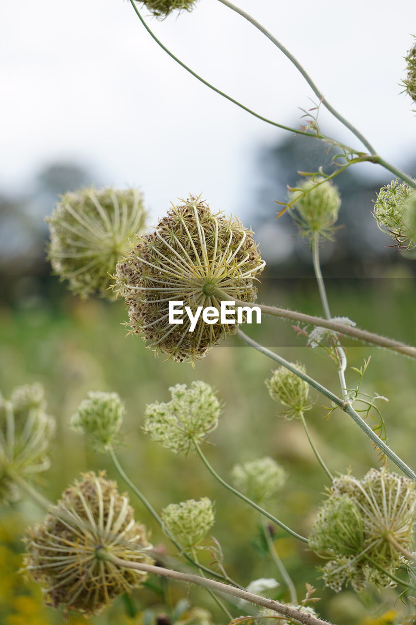 plant, nature, flower, beauty in nature, flowering plant, no people, growth, close-up, focus on foreground, freshness, environment, outdoors, social issues, food, macro photography, food and drink, wildflower, tree, green, day, leaf, plant part, thistle, branch, land, thorns, spines, and prickles, sky, botany, tranquility, thorn, landscape, plant stem, outdoor pursuit, produce, environmental conservation, travel, non-urban scene