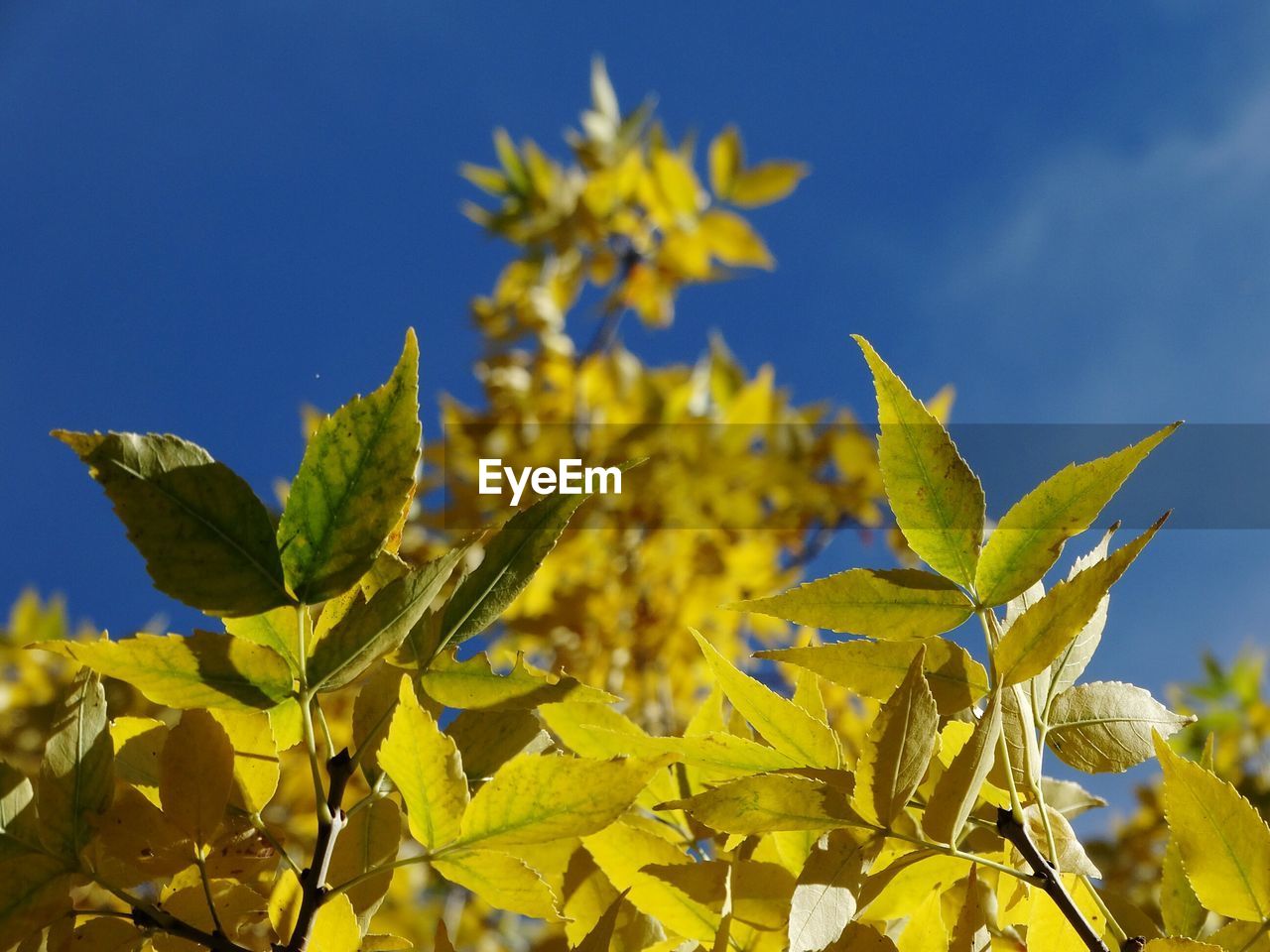 Low angle view of leaves against clear sky