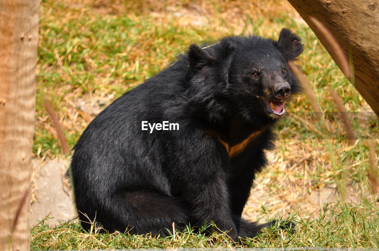 Asian black bears are close relatives to american black bears