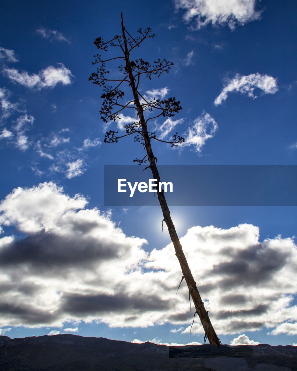 LOW ANGLE VIEW OF BRANCHES AGAINST SKY