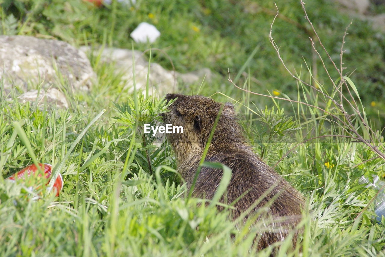 VIEW OF SQUIRREL ON GRASS