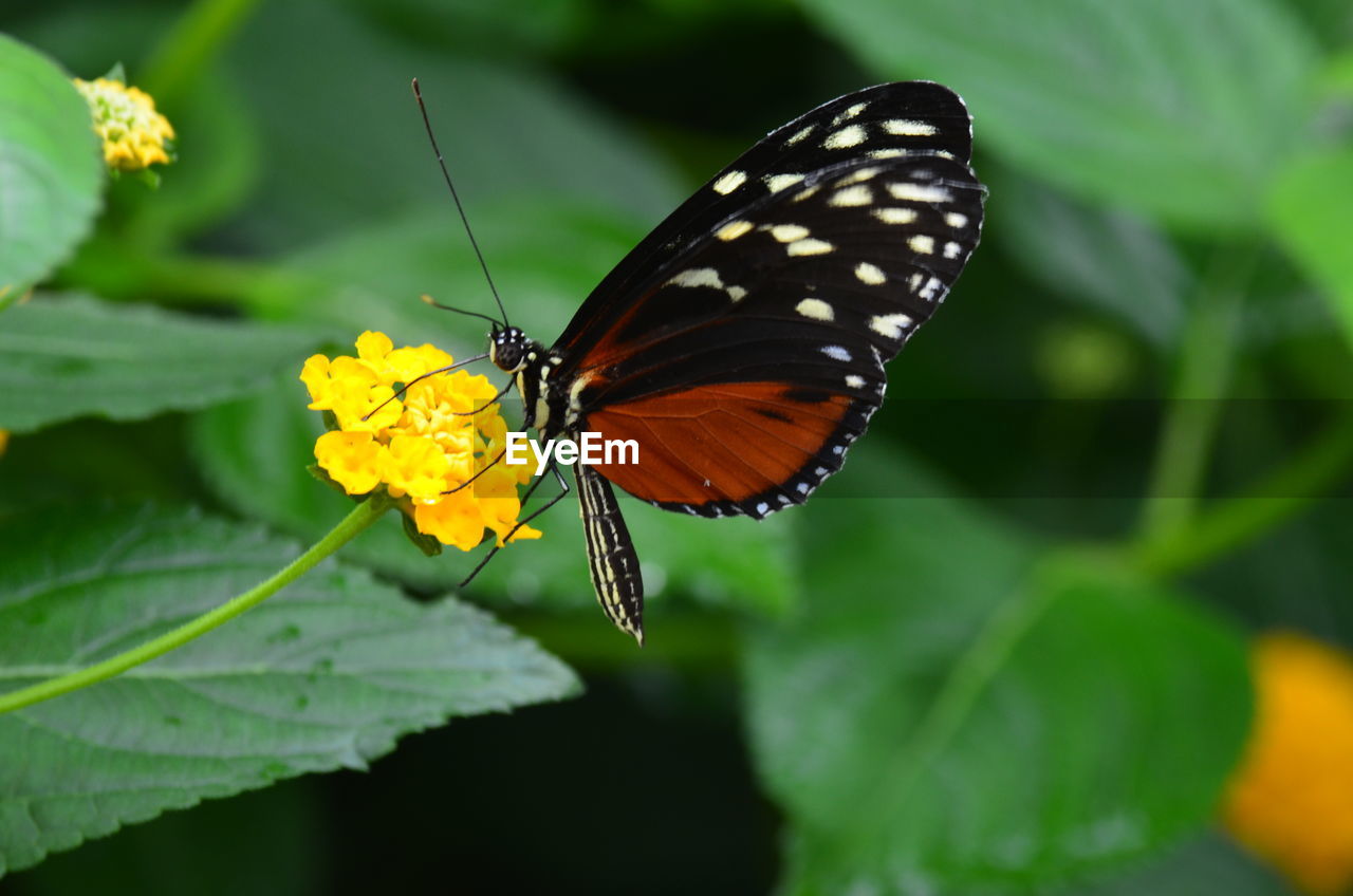 CLOSE-UP OF BUTTERFLY POLLINATING ON FLOWER