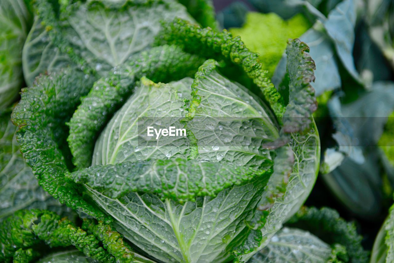 CLOSE-UP OF FRESH GREEN LEAVES WITH PLANT