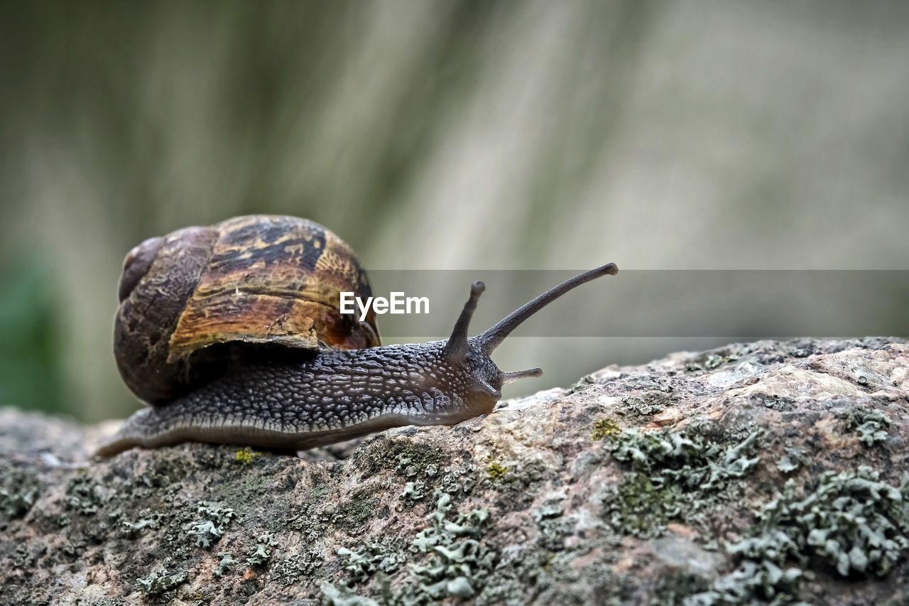 CLOSE-UP OF SNAIL