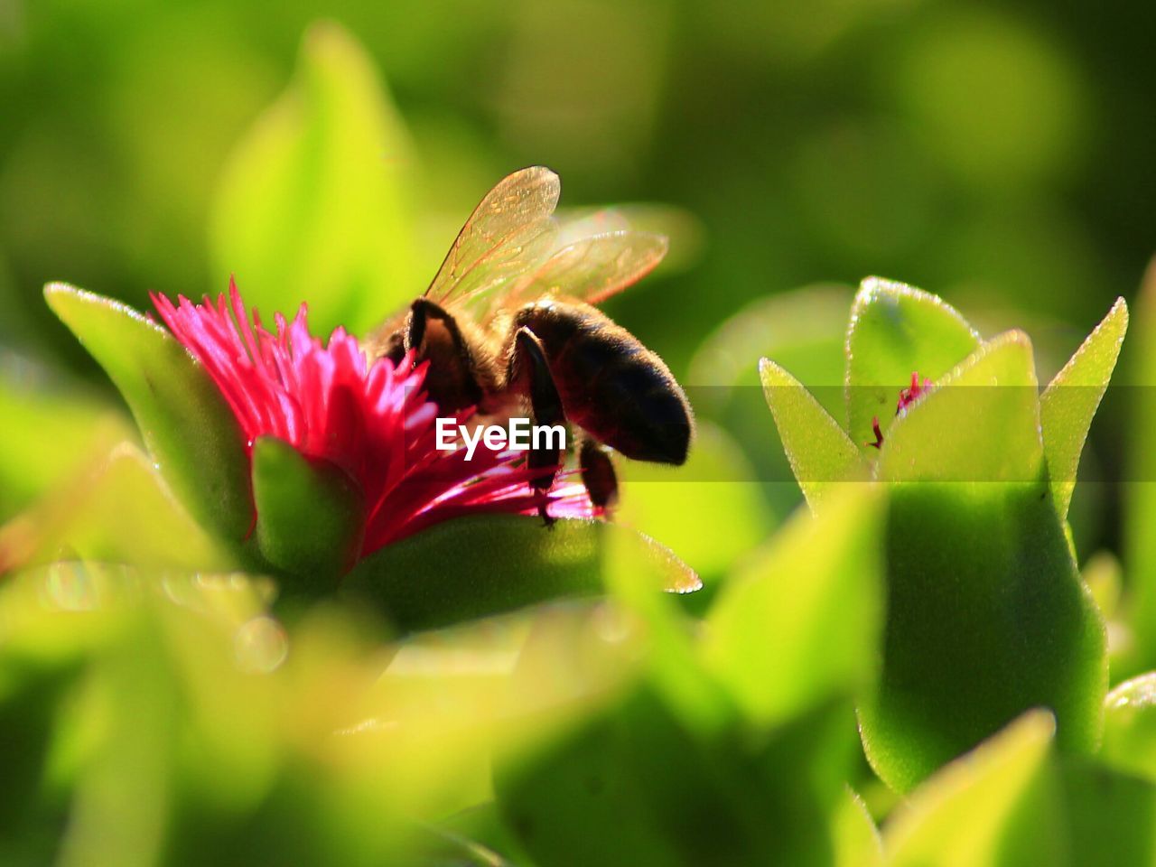 CLOSE-UP OF BUTTERFLY ON PINK FLOWER