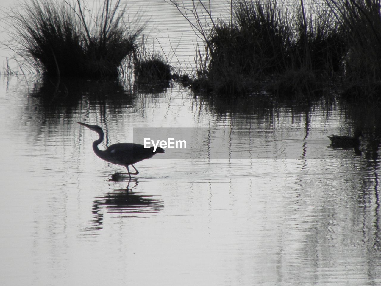 DUCKS ON LAKE