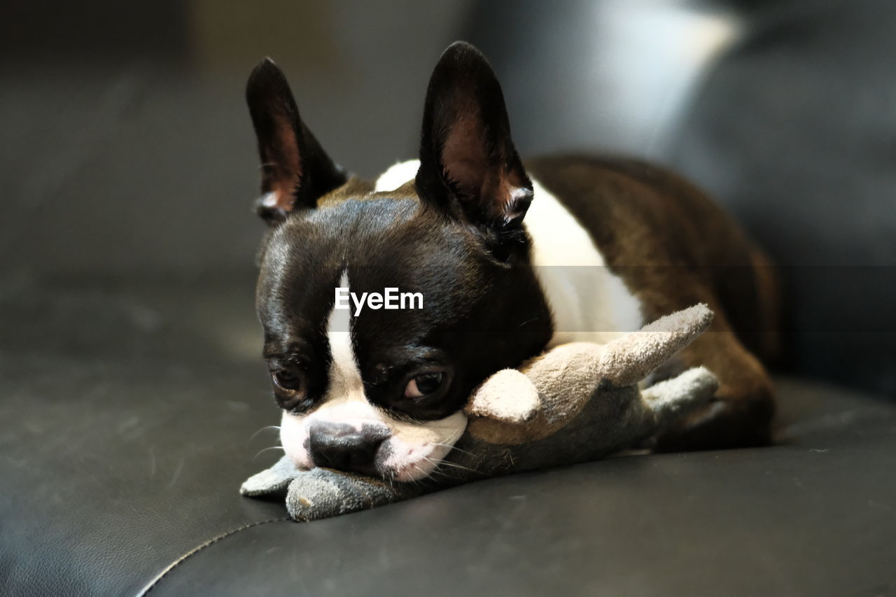 PORTRAIT OF A DOG RESTING