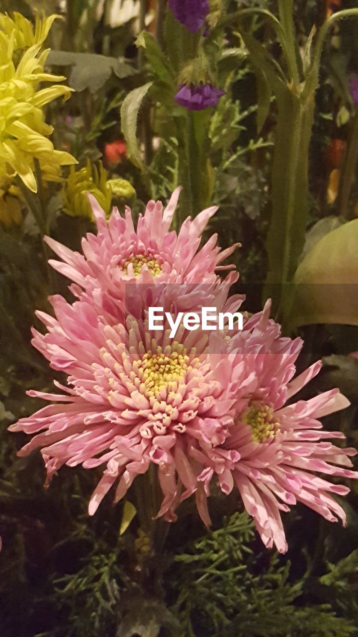 CLOSE-UP OF PINK FLOWERING PLANT IN GARDEN