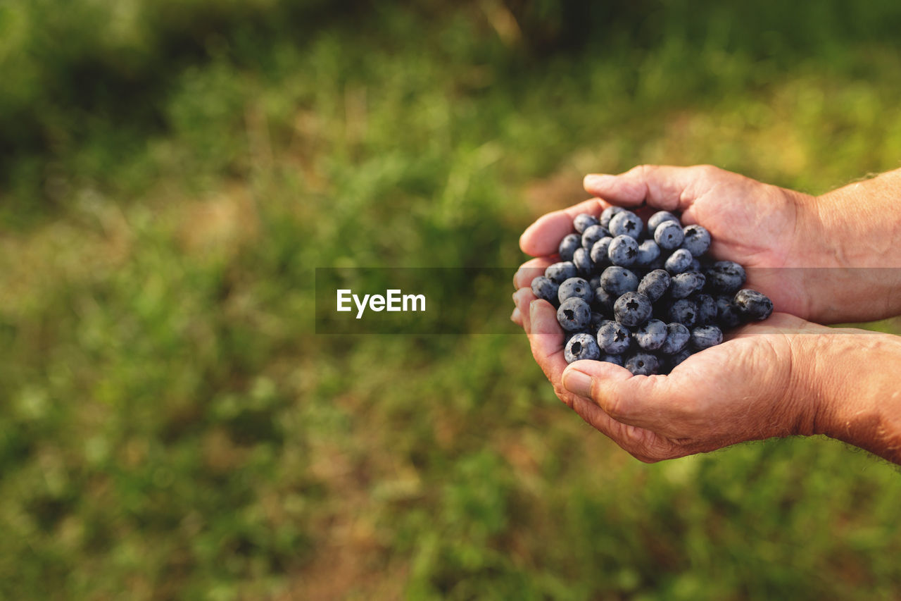 Hands holding heap of fresh blueberry. healthy eating, alzheimer, dementia healing concept