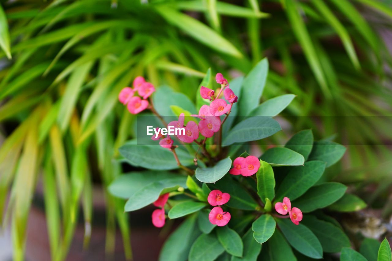 CLOSE-UP OF PINK FLOWERS