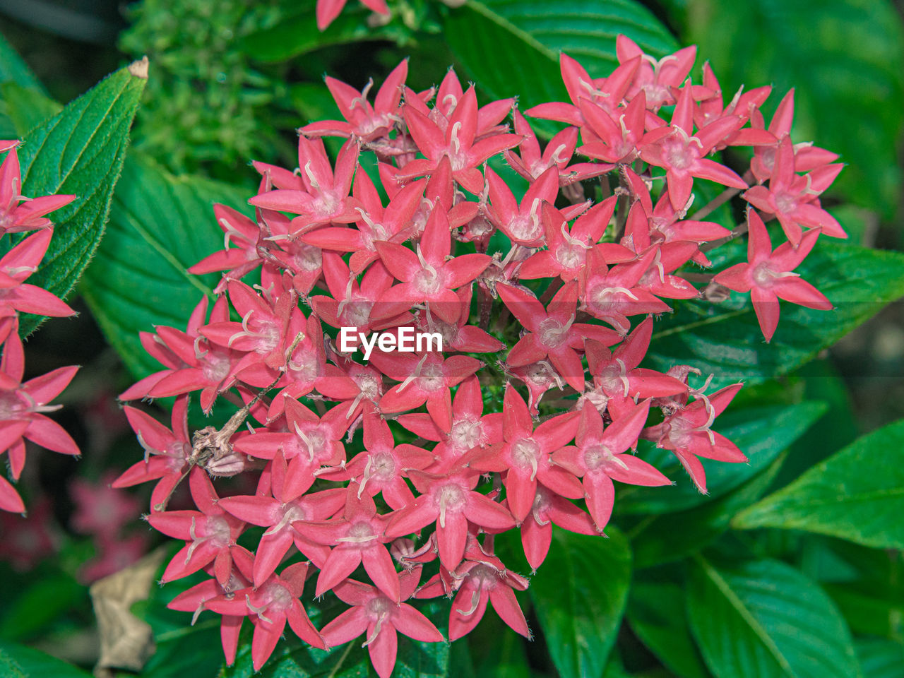 Close-up of red flowering plant