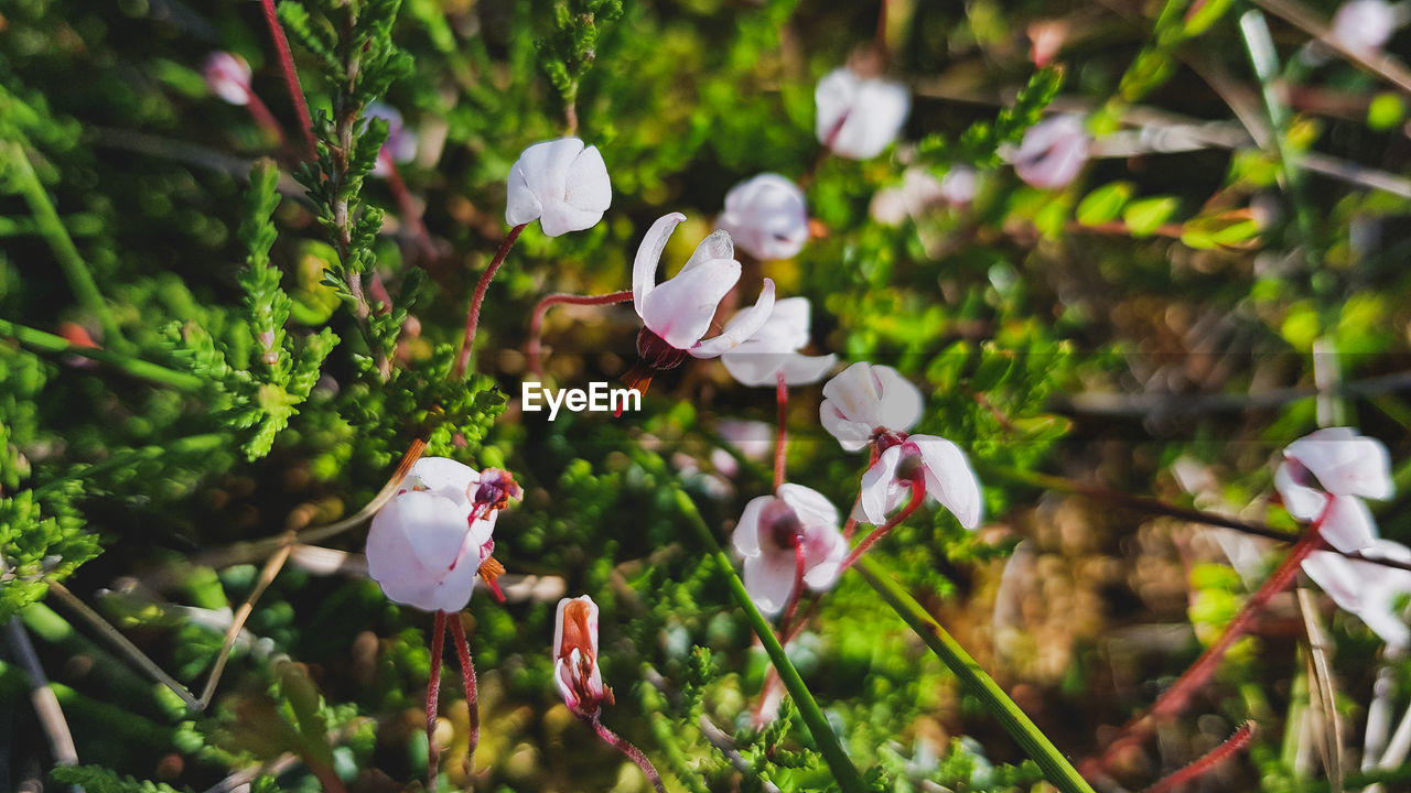 CLOSE-UP OF WHITE FLOWERING PLANTS IN SUNLIGHT