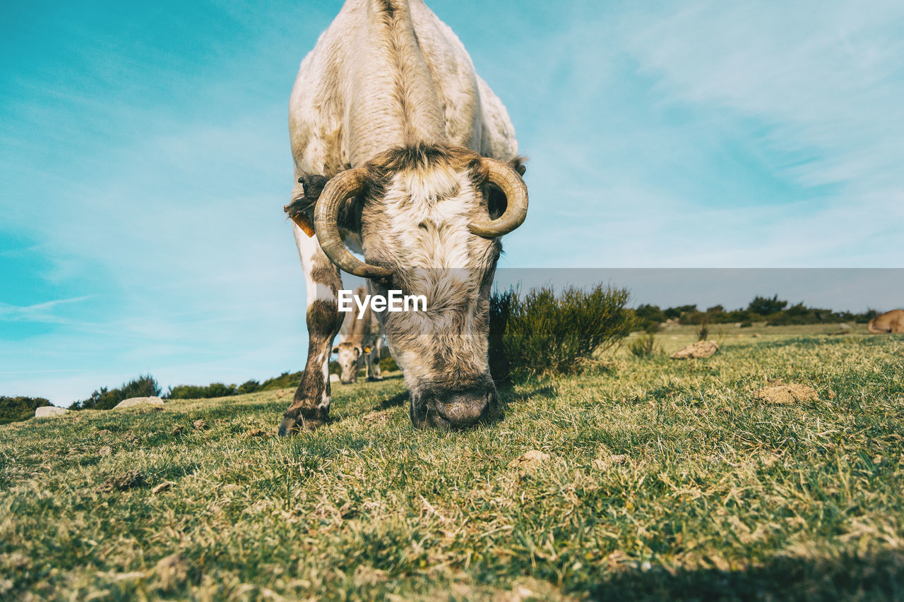 View of horse on land