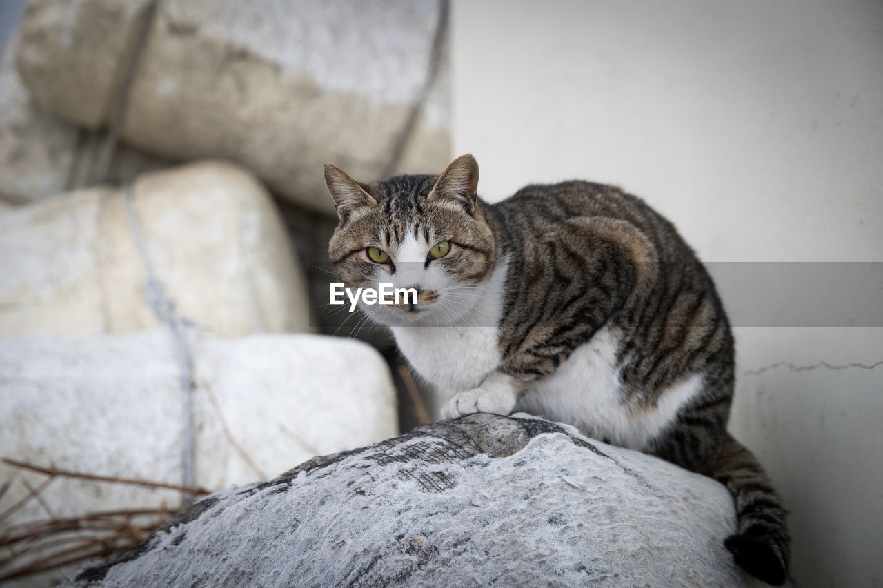 CAT SITTING ON ROCK AGAINST WALL