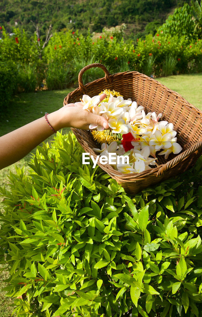 Close-up of person collecting flowers in basket at park