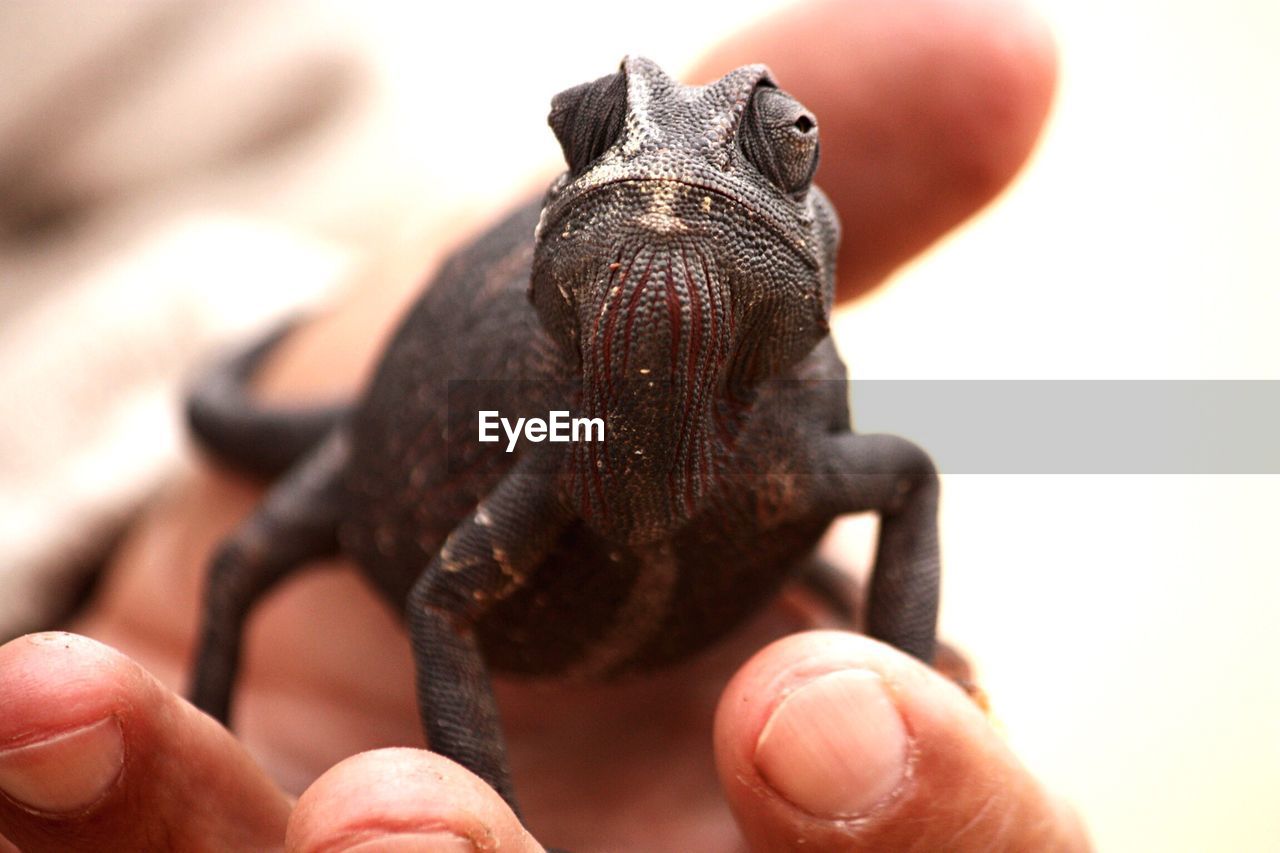 Close-up of chameleon