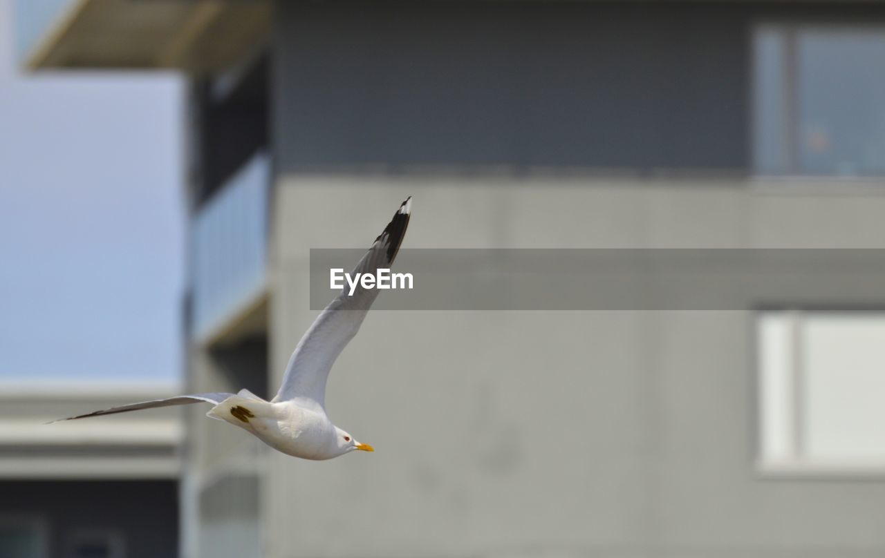 Seagull flying in a building