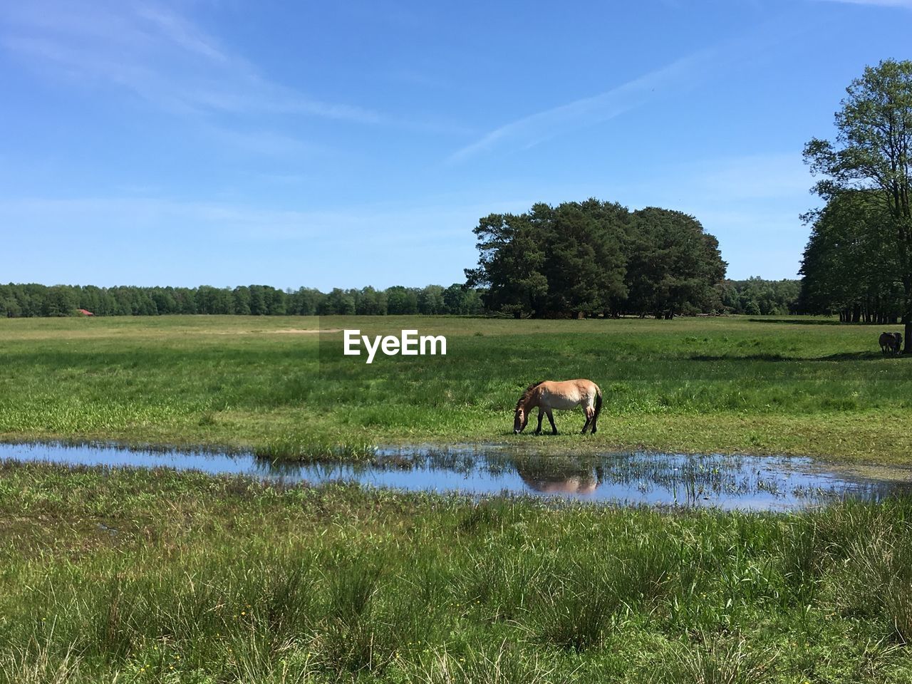 Horse in a field