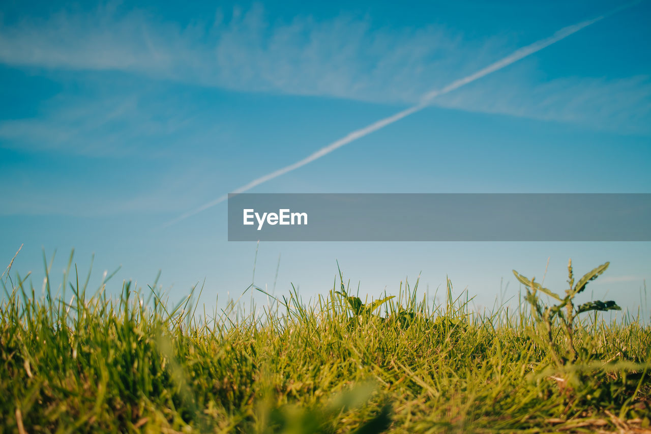 SURFACE LEVEL OF GRASS AGAINST SKY