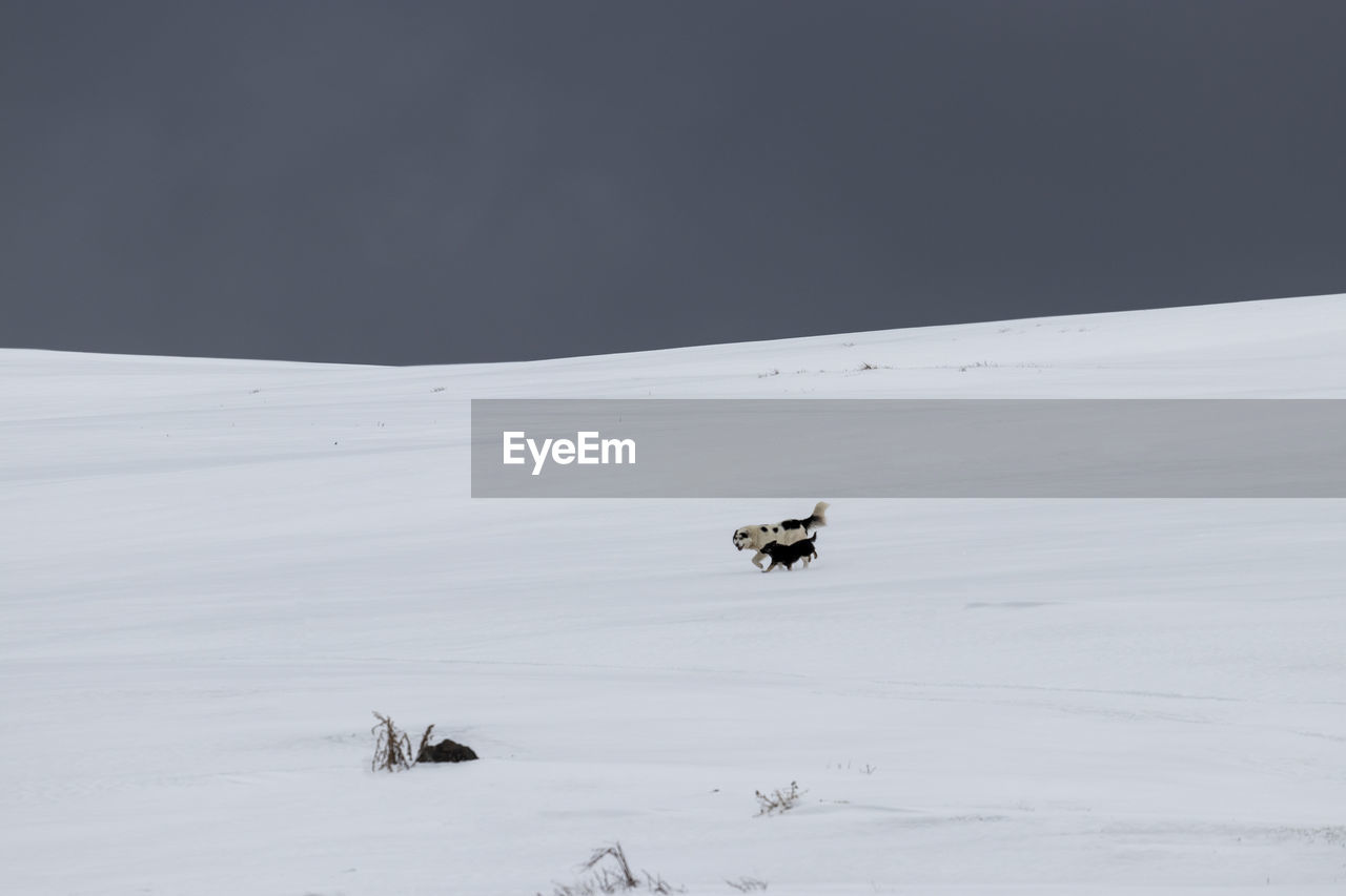 Two dogs on snow covered land